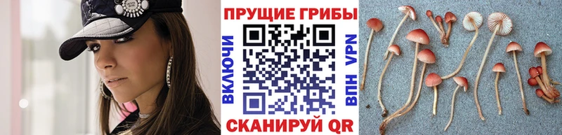 купить наркотики сайты  Яхрома  Псилоцибиновые грибы Magic Shrooms 